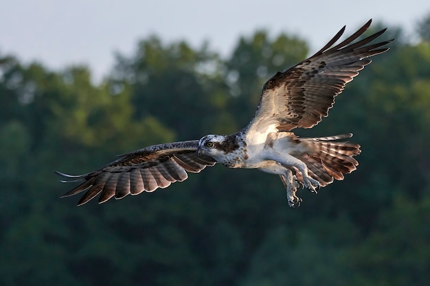 Águia-pescadora (Pandion haliaetus)