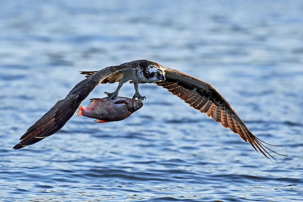 Águia-pescadora Pandion haliaetus