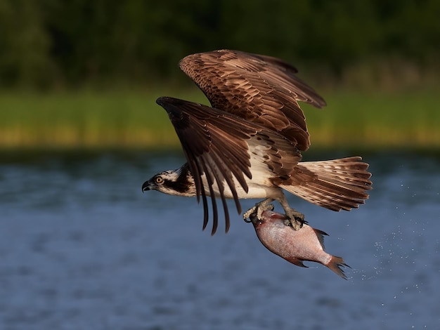 Águia-pescadora Pandion haliaetus