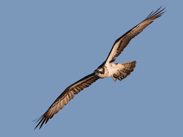 Águia-pescadora Pandion haliaetus