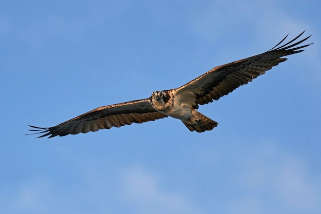 Águia-pescadora Pandion haliaetus