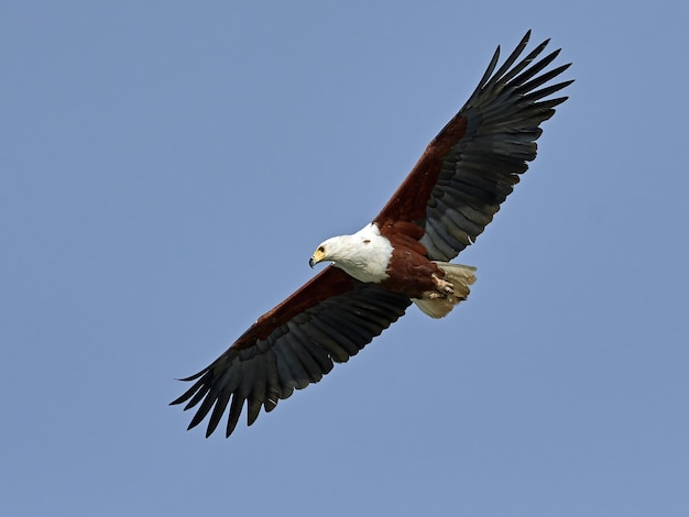 Águia pesqueira africana Haliaeetus vocifer