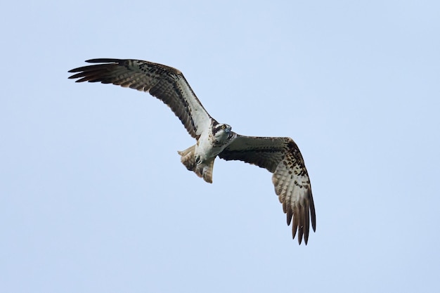 Águia pesqueira ocidental Pandion haliaetus