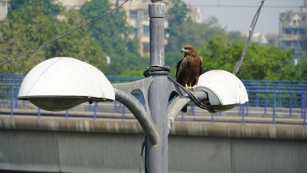 Águia sentada em um poste elétrico