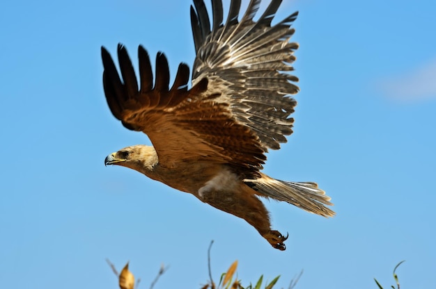 Águia Tawny na mortalha vermelha Tsavo