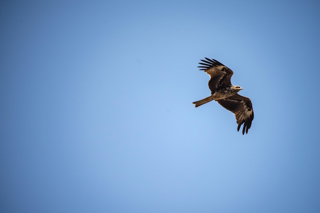 Águia única voando alto no céu claro durante o dia