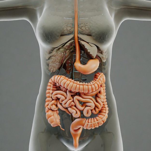 Foto una guía visual de la anatomía del sistema digestivo humano