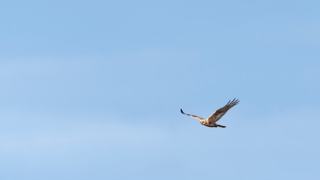 Águia voando no céu azul