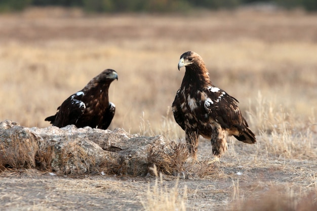 Águias imperiais espanholas sentadas na natureza