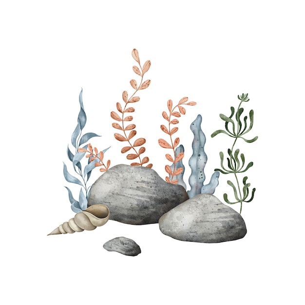 Guijarros de mar con fondo de concha marina guijarro algas marinas Ilustración de acuarela dibujada a mano Marina