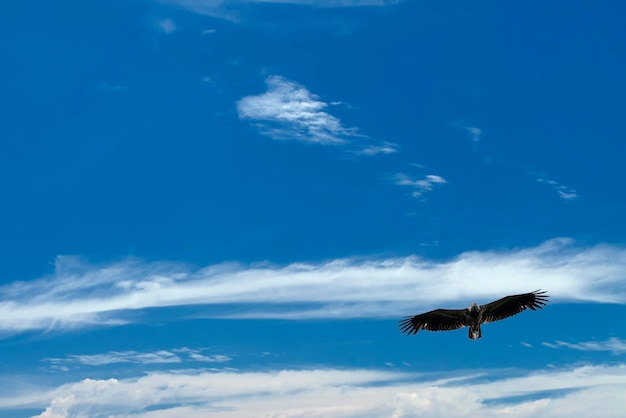 Águila aislada volando en el cielo azul