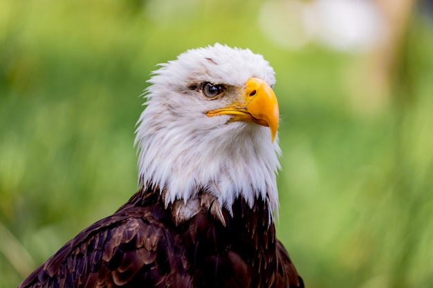 Águila americana