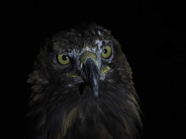 Águila Aquila chrysaetos aislado en negro