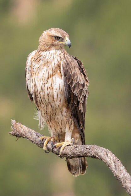 Águila azor perdicera