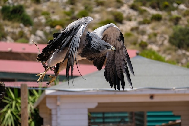 Águila azul chilena en el monte Calamorro