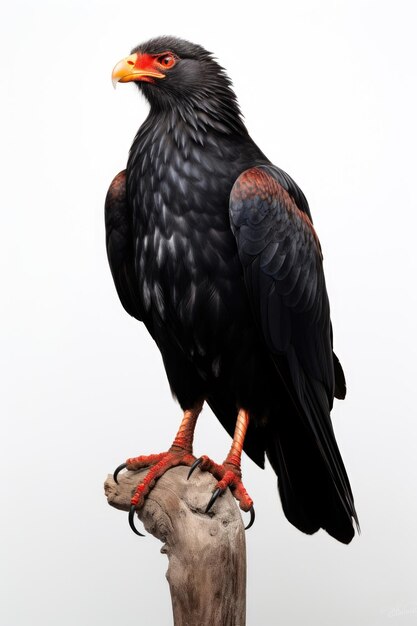 Águila bateleur sobre fondo blanco