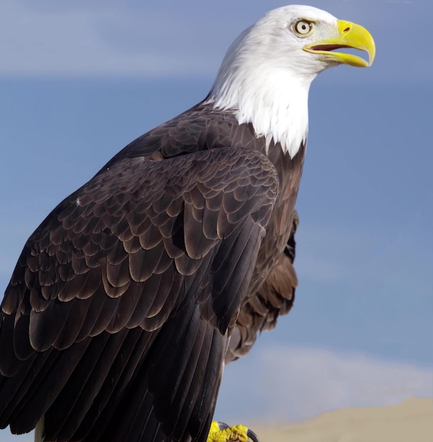 Águila blanca, cicatrizarse