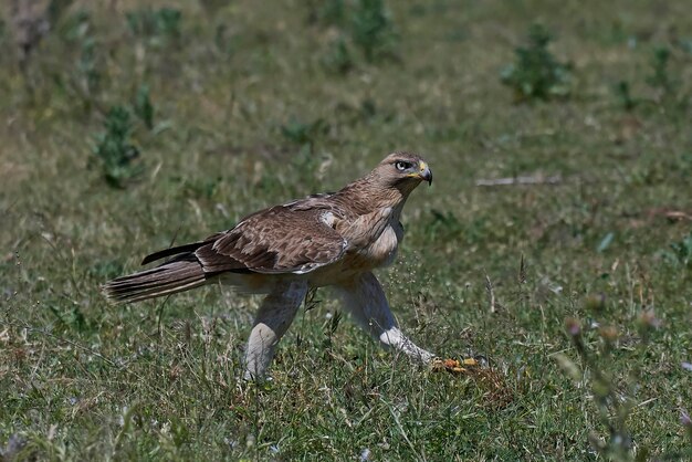 Águila Bonellis (Aquila fasciata)