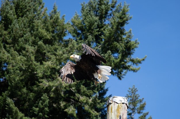 Águila calva adulta volando por encima de los árboles cerca de Pender Harbour, Columbia Británica