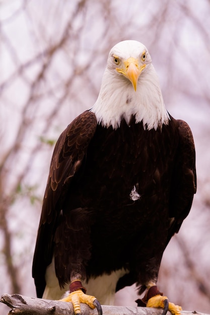 Águila calva de América del Norte en cautiverio.