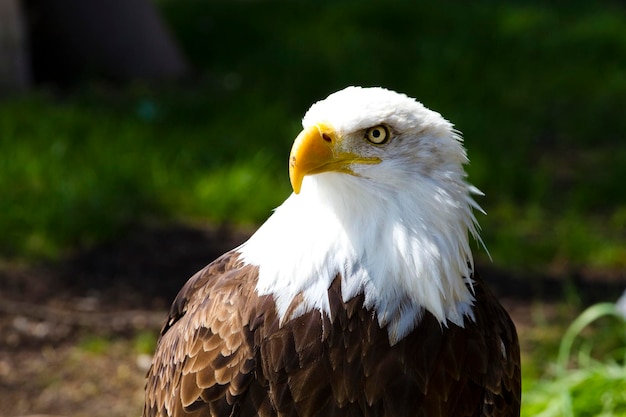 Águila calva americana (Haliaeetus leucocephalus)