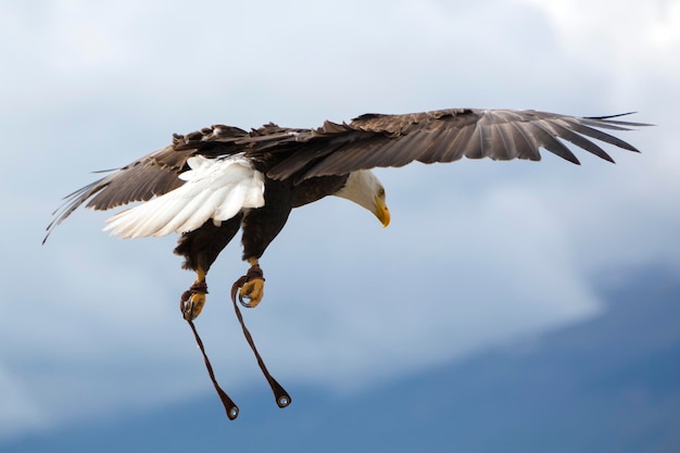 Águila calva americana volando en Otavalo Ecuador