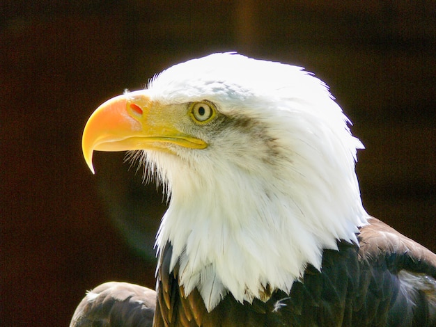 Águila calva americana