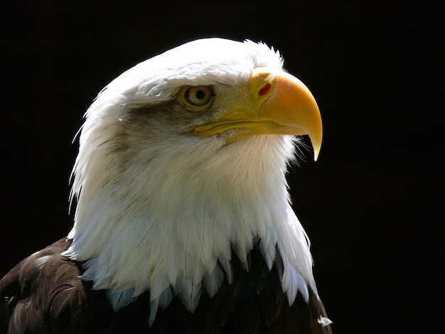 Águila calva americana