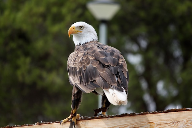 Águila calva americana