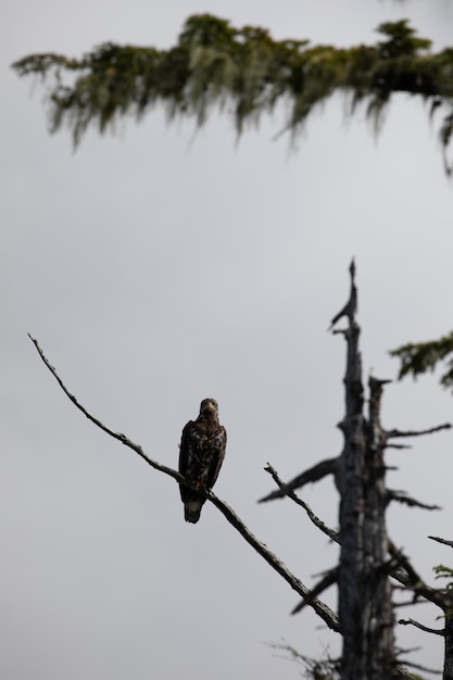 Águila calva sentada en una rama muerta y mirando hacia adelante en el centro de la Columbia Británica