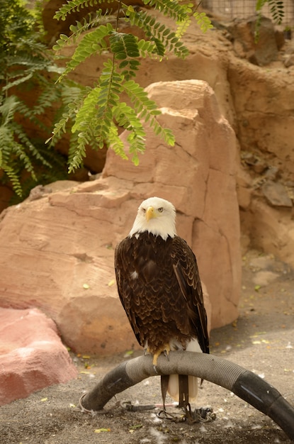 Águila calva