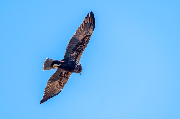 Águila calzada en las marismas del Ampurdan.