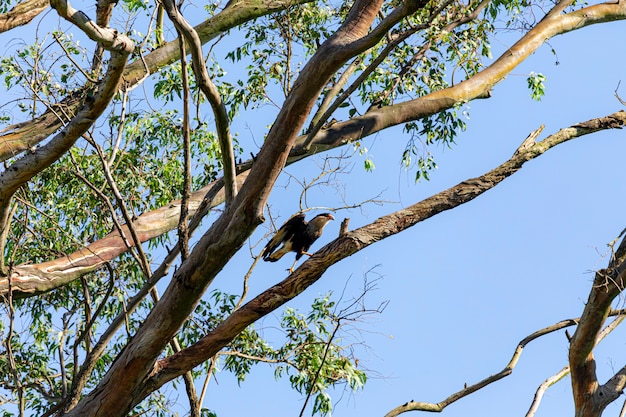 Águila carcara (Caracara plancus) pájaro descansando sobre la rama de un árbol seco.