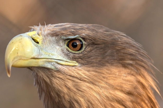 Águila de cola blanca Haliaeetus albicilla