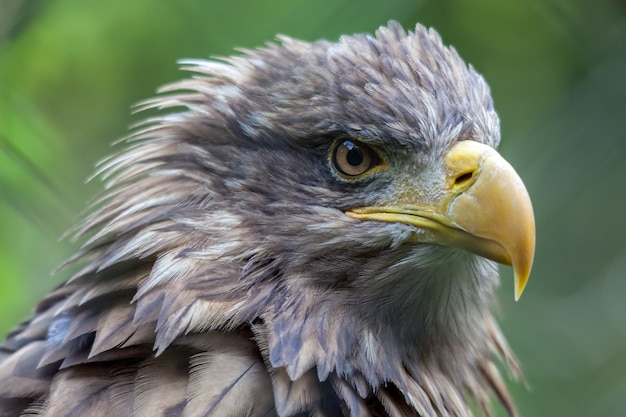 Águila de cola blanca Haliaeetus albicilla