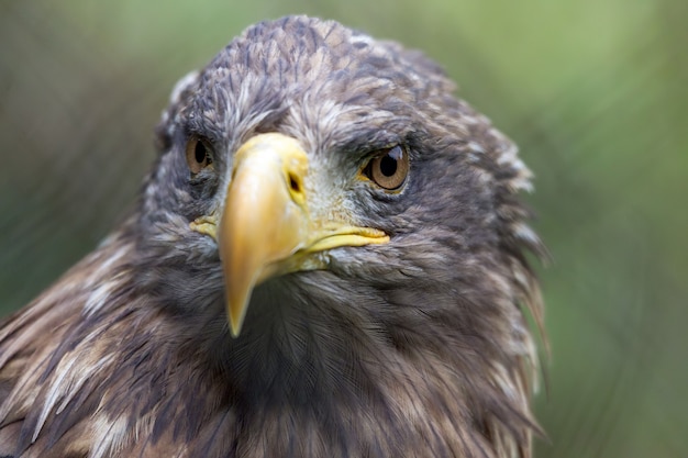 Águila de cola blanca Haliaeetus albicilla