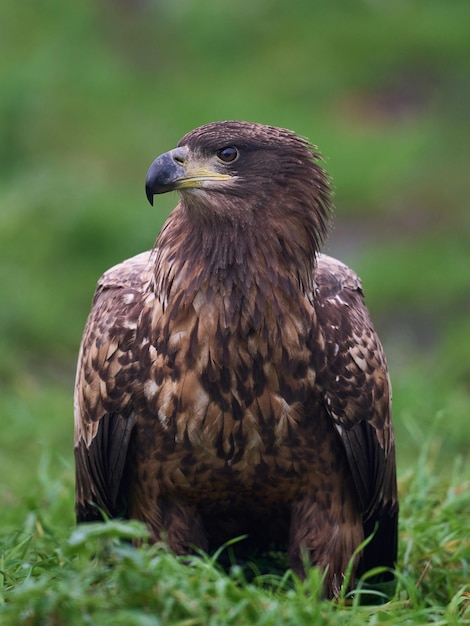 Águila de cola blanca haliaeetus albicilla