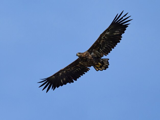 Águila de cola blanca haliaeetus albicilla