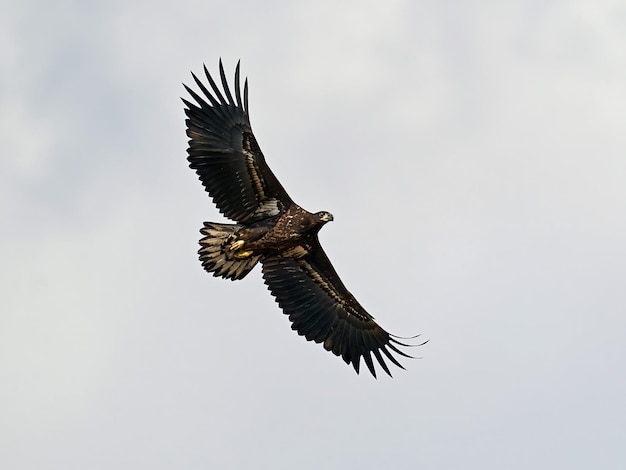 Águila de cola blanca haliaeetus albicilla