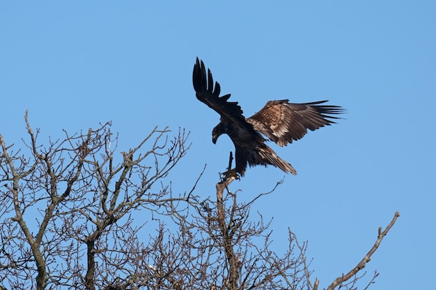 Águila de cola blanca haliaeetus albicilla