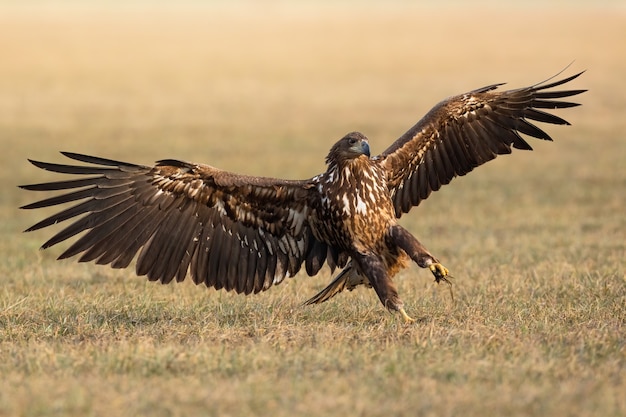 Águila de cola blanca inmadura con las alas abiertas en el campo