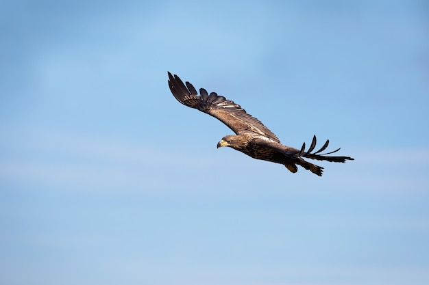 Águila de cola blanca juvenil volando contra el cielo azul al amanecer.