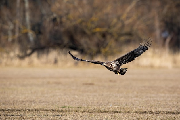 Águila de cola blanca juvenil volando bajo sobre el suelo