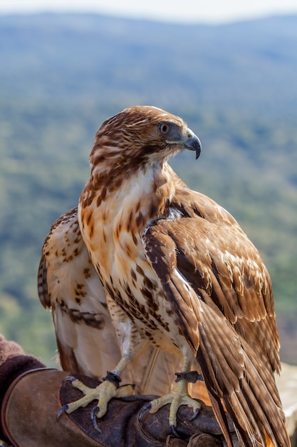 Águila de cola roja (Buteo jamaicensis)