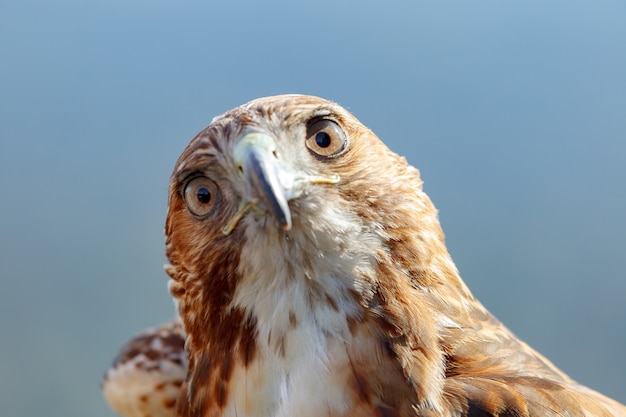 Águila de cola roja (Buteo jamaicensis)