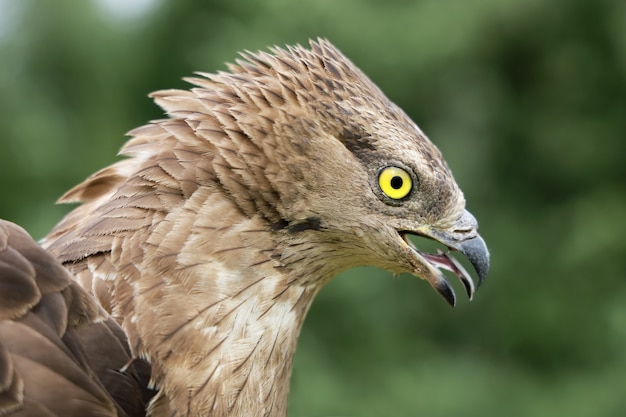 Águila culebrera Circaetus gallicus pájaro depredador, cabeza con pico abierto