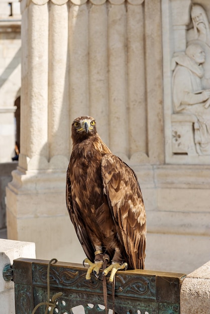 Águila domesticada por el hombre