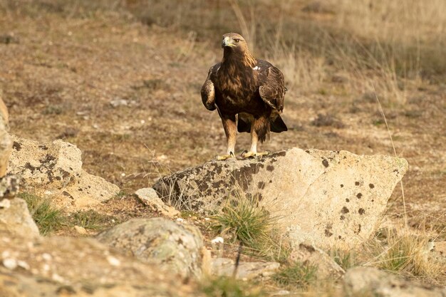 Águila dorada macho adulta en un bosque mediterráneo de pinos y robles a la primera luz de un frío día de invierno