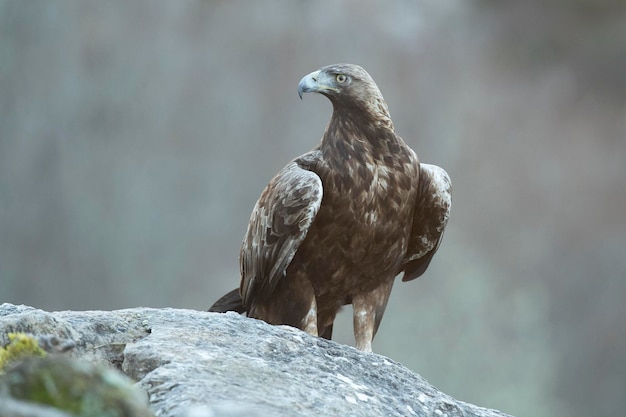 Águila dorada macho adulta dentro de su territorio en una zona montañosa de Euro-Siberia