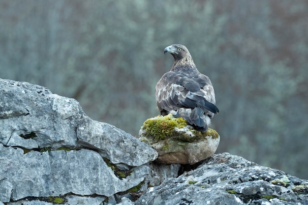 Águila dorada macho adulta dentro de su territorio en una zona montañosa de Euro-Siberia